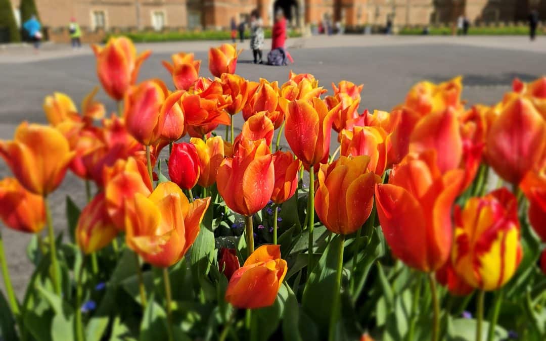 12 Fascinating Facts About Henry VIII’s Hampton Court Palace